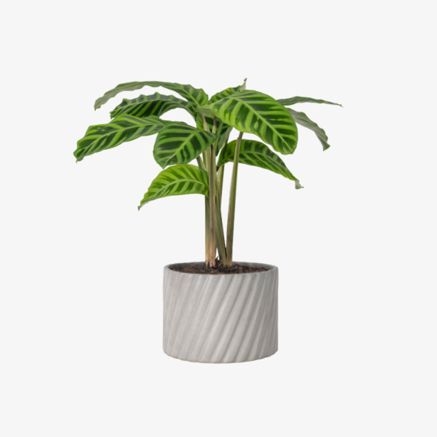 Exquisite Dumb Cane Plant in Gray Pot