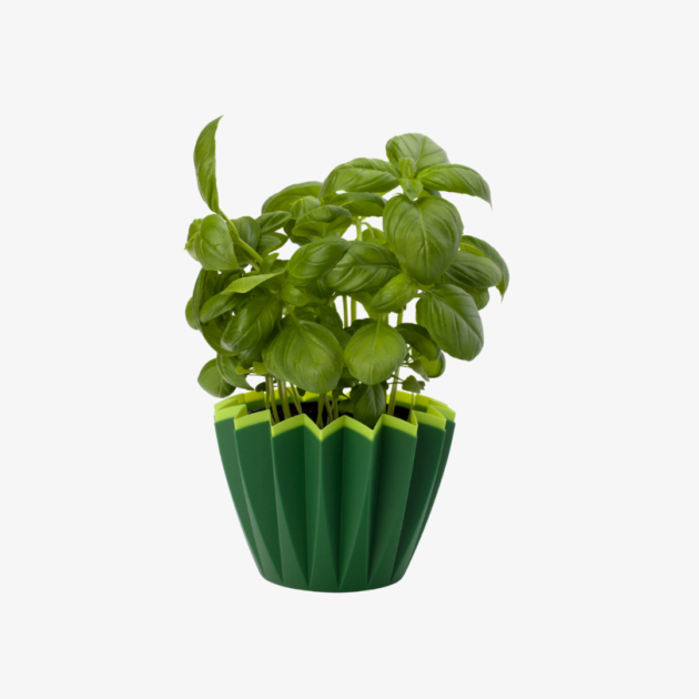 Premium Sweet Basil Leaves